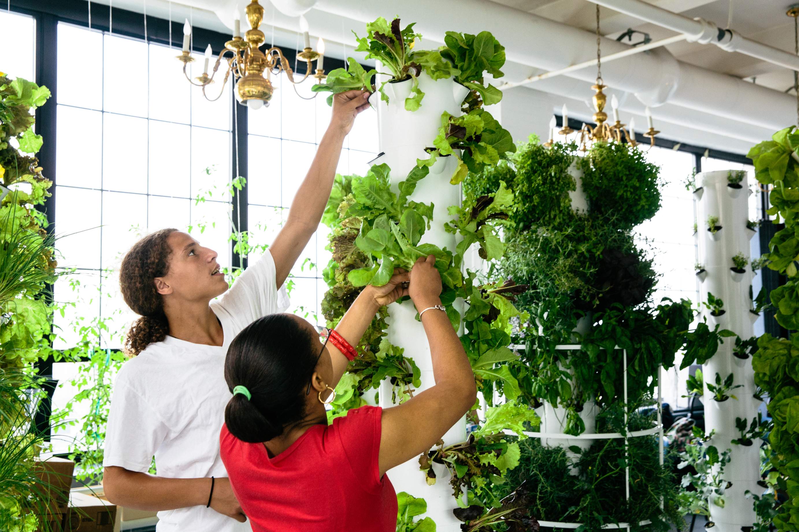 Tower Gardens Stephen Ritz